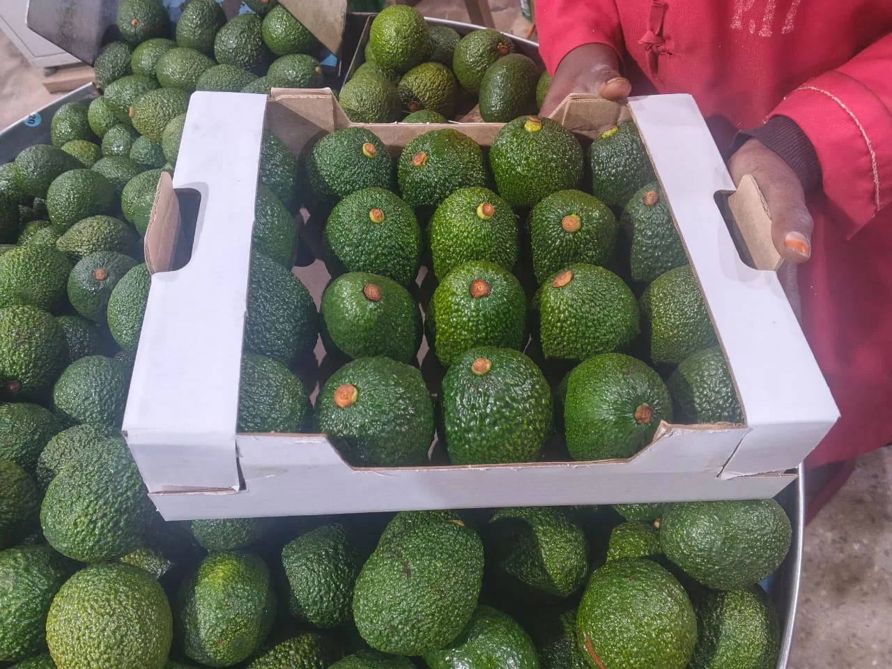 Export-grade Rwanda avocados in a carton