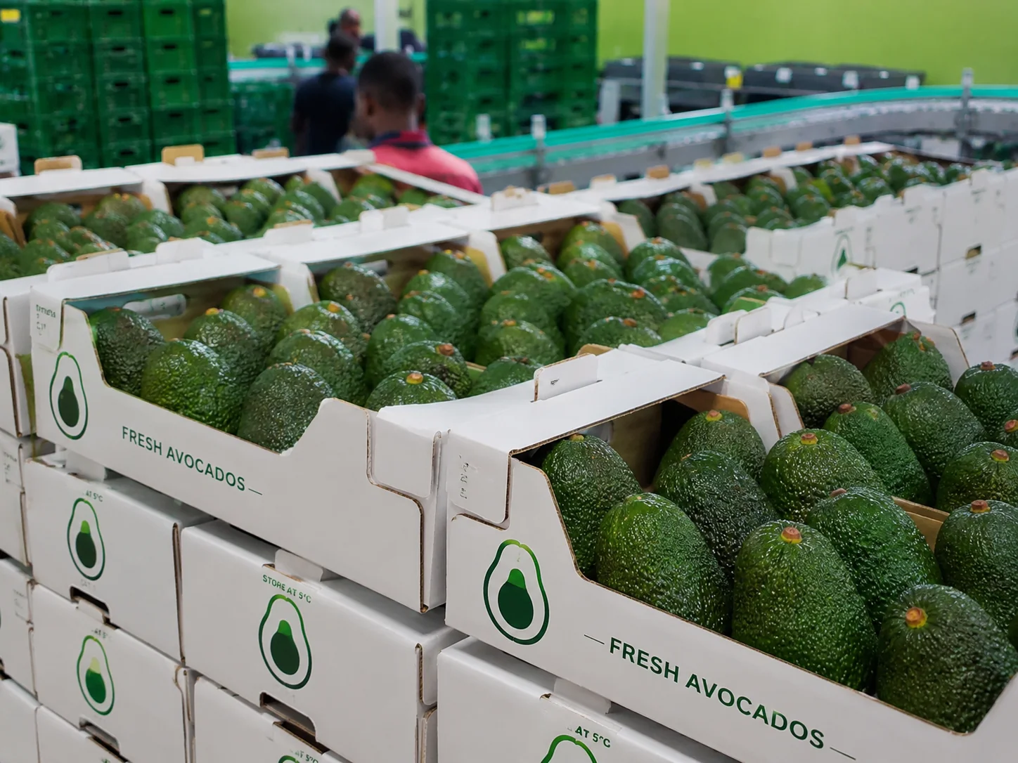 Avocados prepared at a packing facility